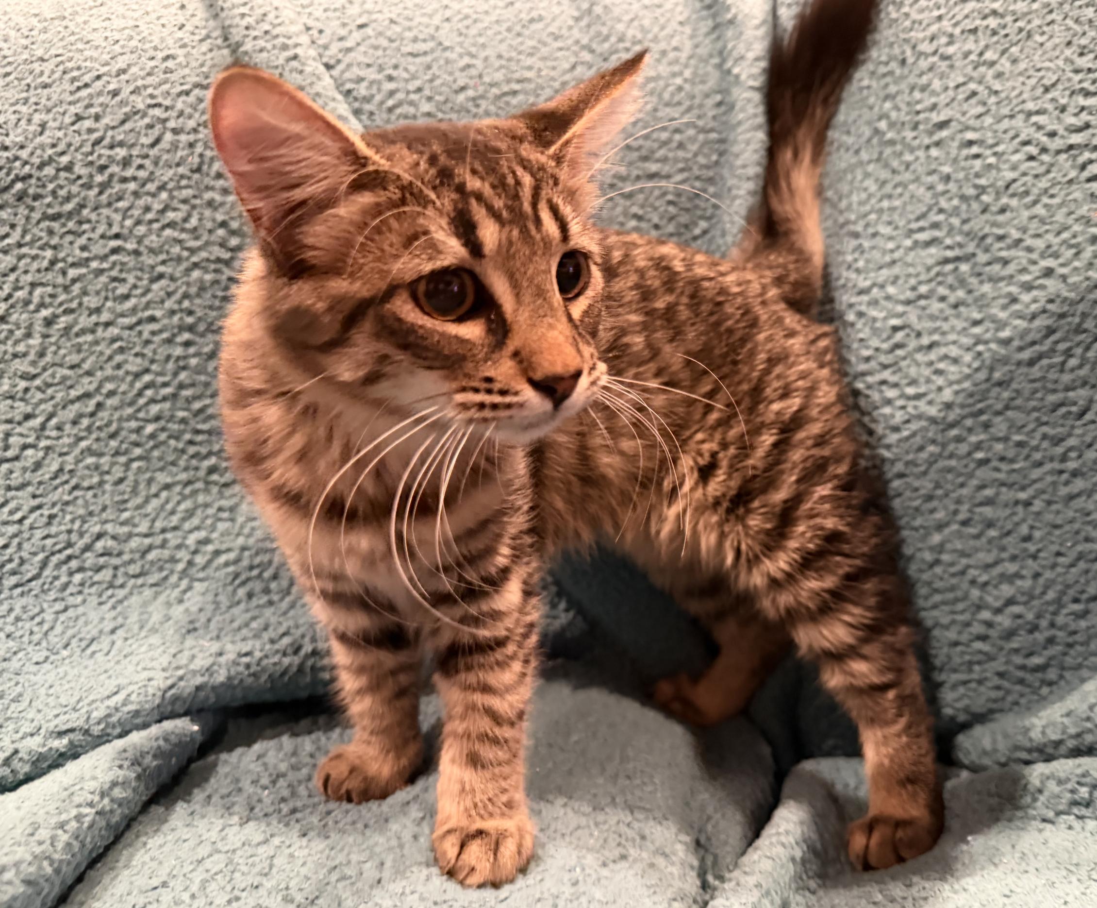 Willie, Adoptable, Young Male Domestic Medium Hair.