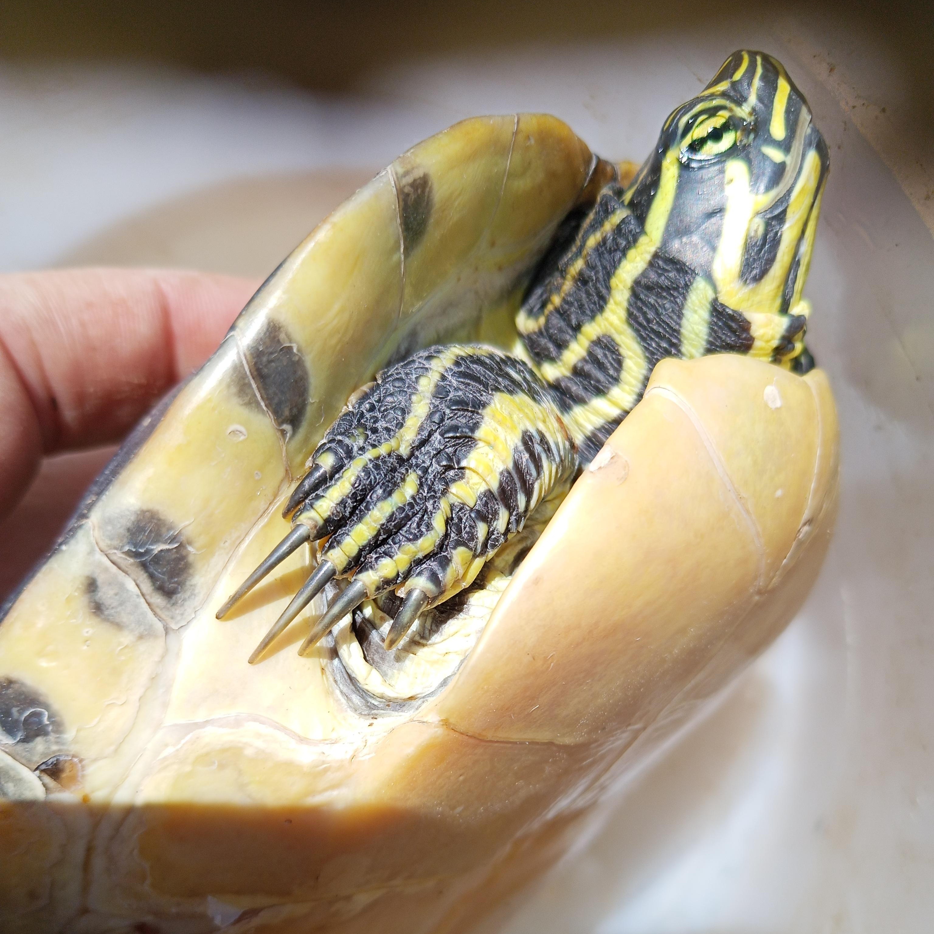 Squirt 30-25, Adoptable, Young Male Yellow-Bellied Slider.