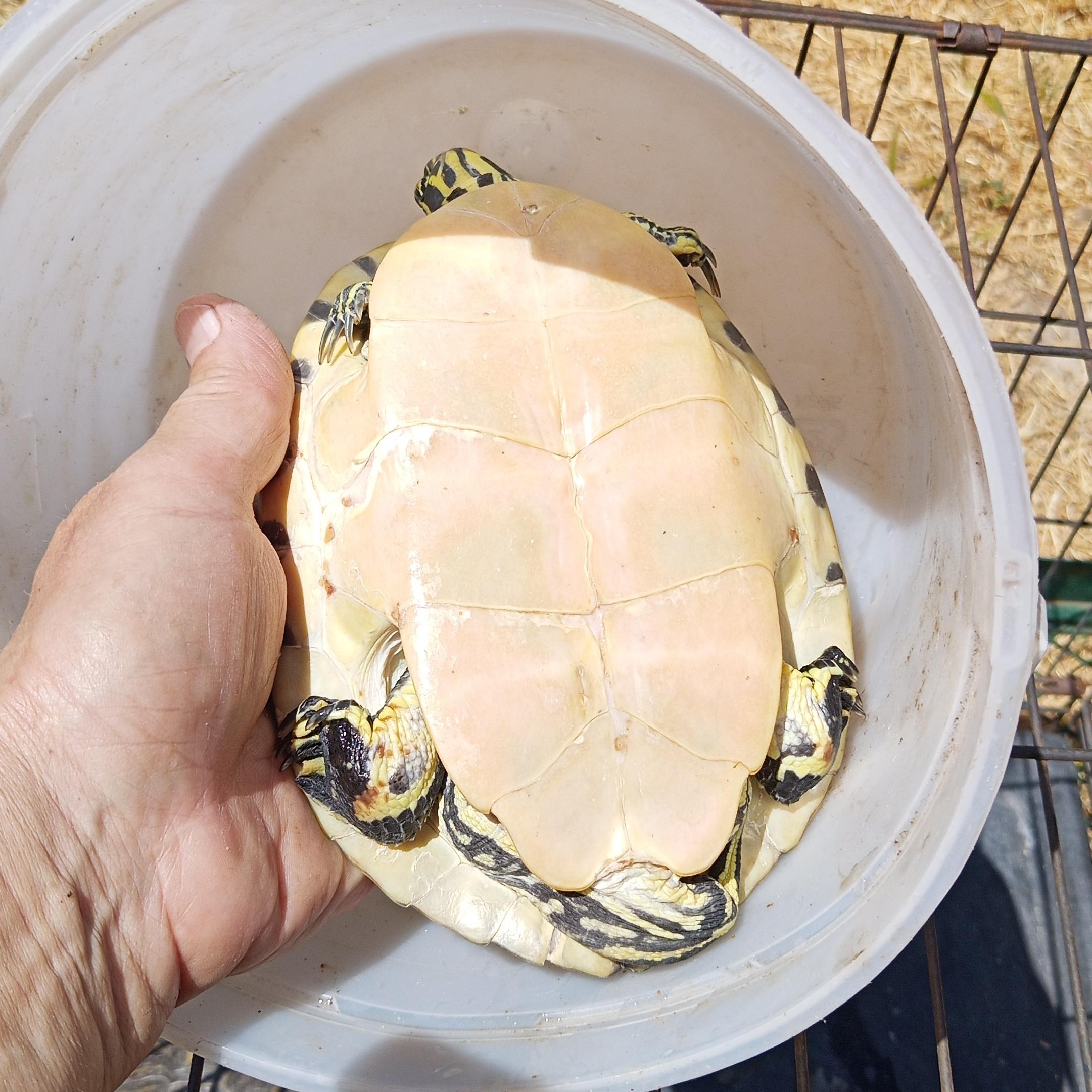 Enlarge Squirt 30-25, a Adoptable Yellow-Bellied Slider in Modesto, CA image 2/2