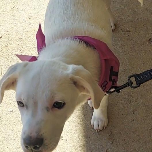 Enlarge Coconut, a Adoptable mixed breed in Newnan, GA image 1/6