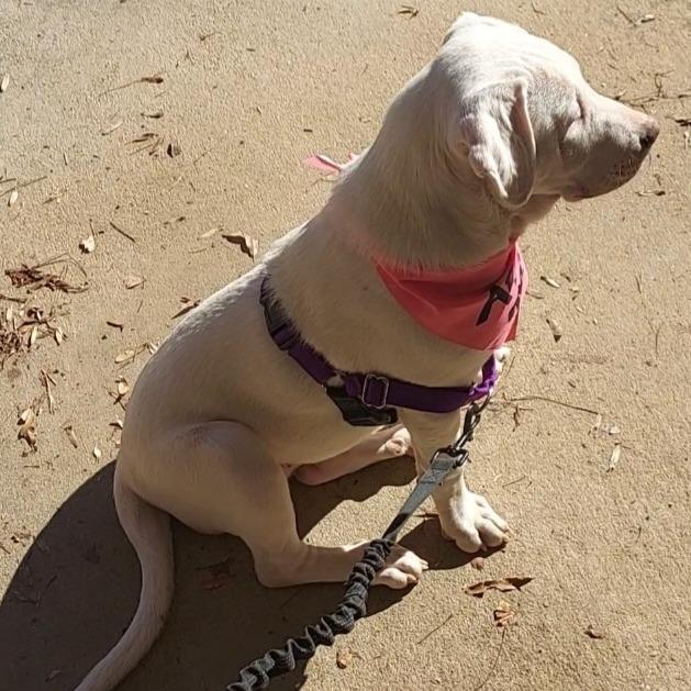 Enlarge Coconut, a Adoptable mixed breed in Newnan, GA image 3/6