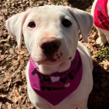 Enlarge Coconut, a Adoptable mixed breed in Newnan, GA image 5/6