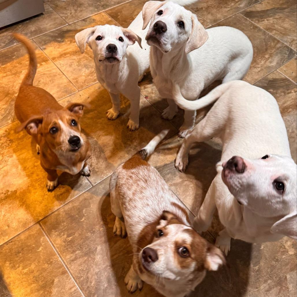 Enlarge Coconut, a Adoptable mixed breed in Newnan, GA image 6/6