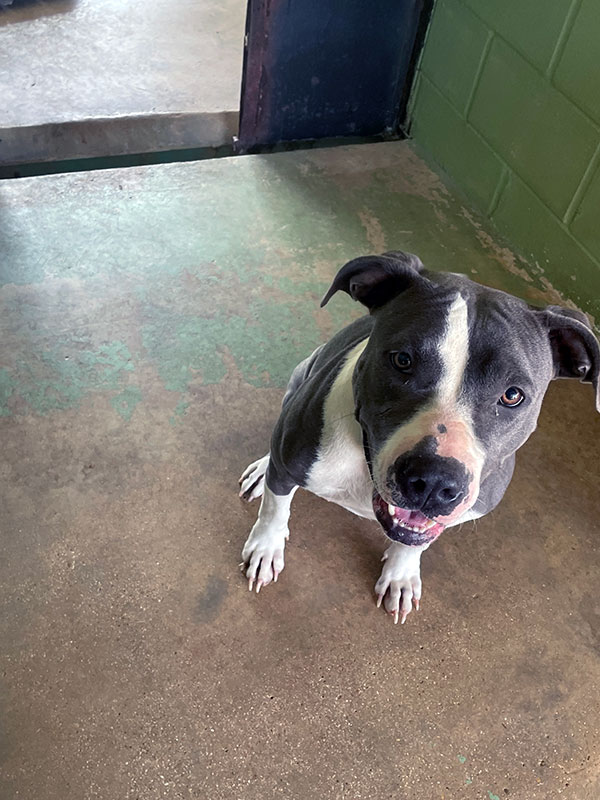 Athena, Adoptable, Adult Female Pit Bull Terrier.