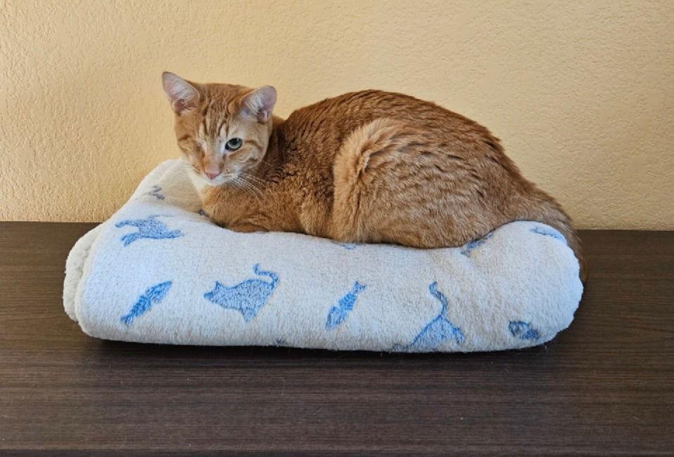 Enlarge pip, a Adopted mixed breed in San Jose, CA image 3/3