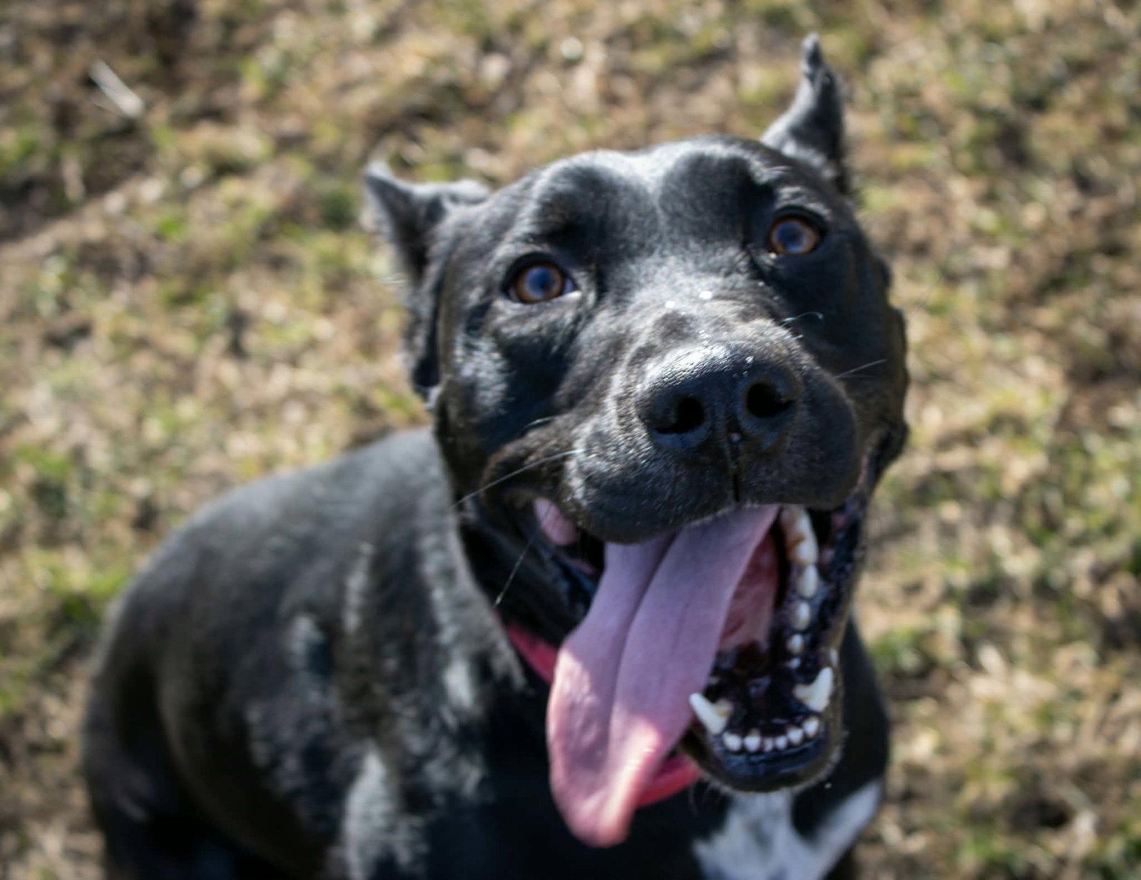 Kato (sponsored fee), Adopted, Adult Male German Shepherd Dog & Pit Bull Terrier.