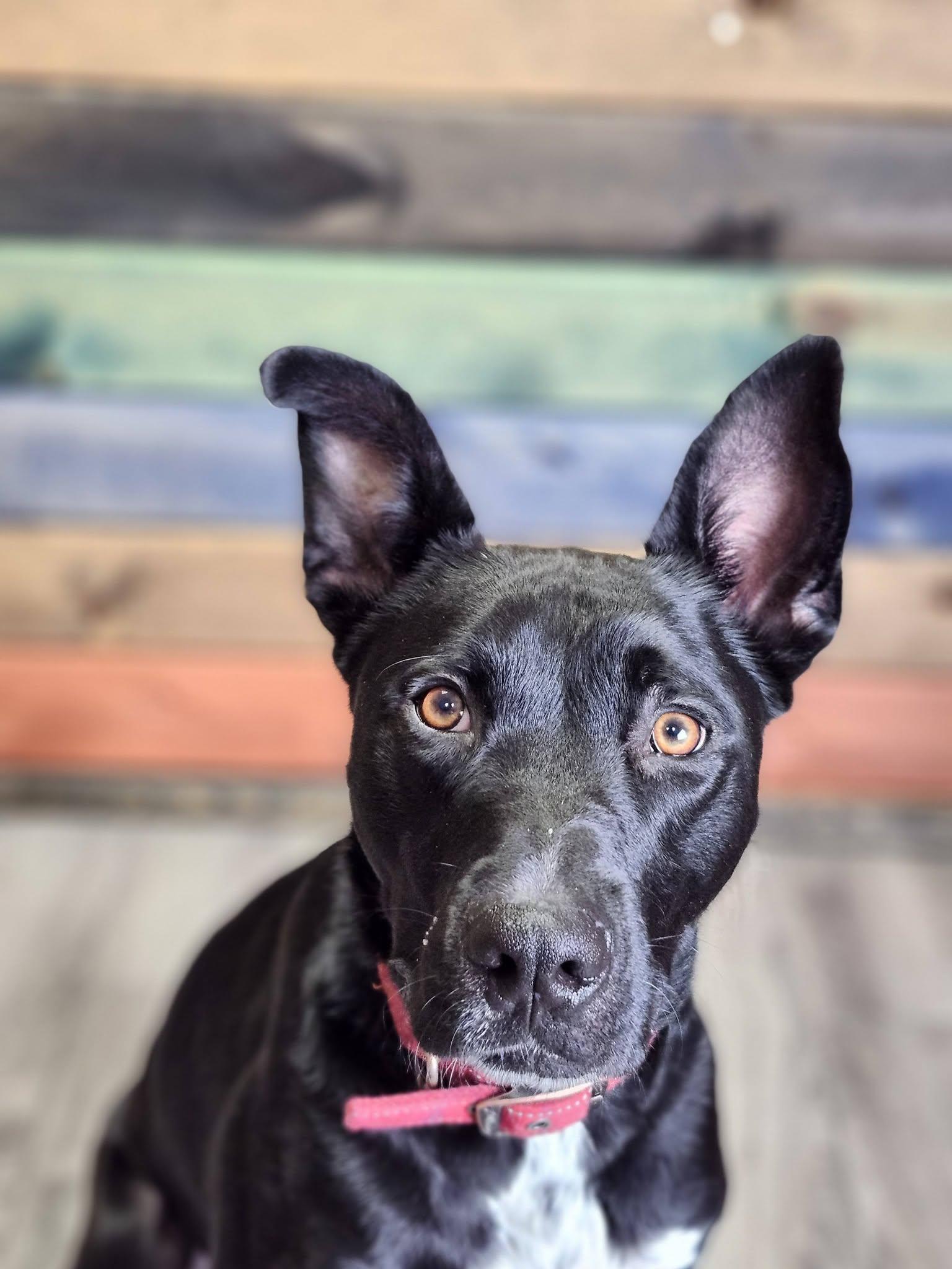 Enlarge Kato (sponsored fee), a Adopted mixed breed in Austin, MN image 2/3