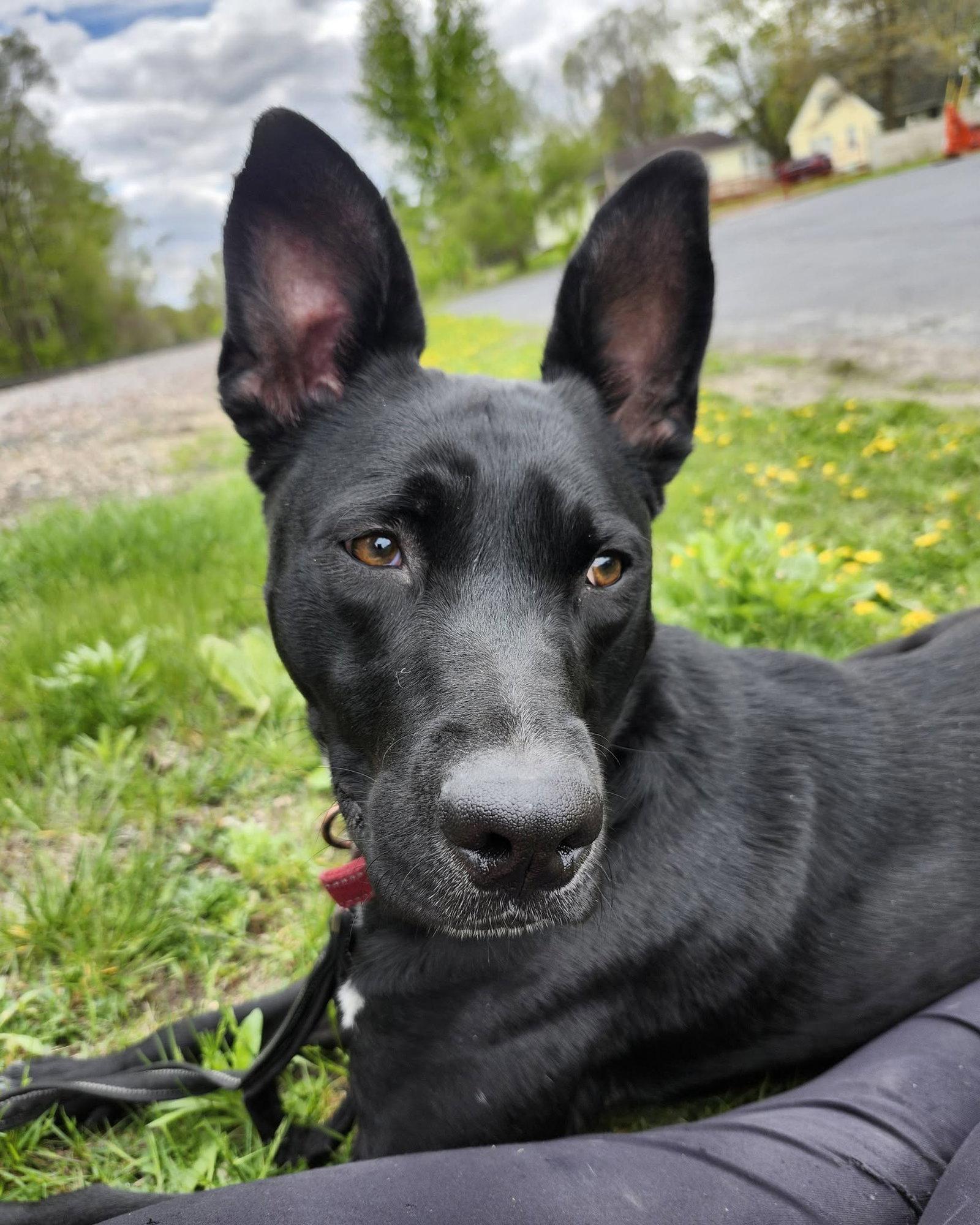 Enlarge Kato (sponsored fee), a Adopted mixed breed in Austin, MN image 3/3