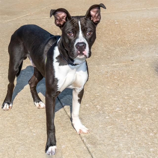 SLAPSTICK, Adoptable, Young Male Pit Bull Terrier & Mixed Breed.