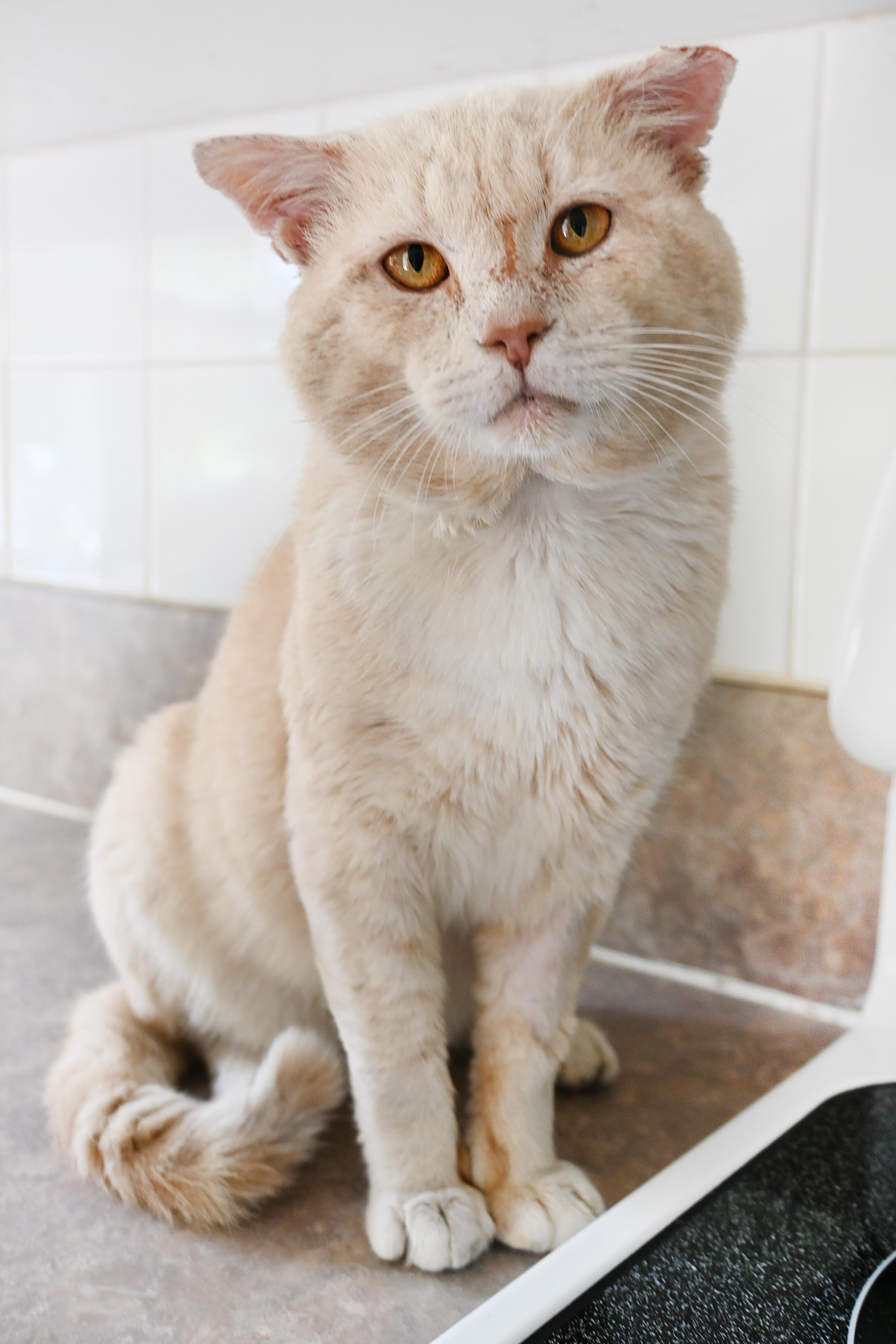 Enlarge Whiskey, a Adoptable Domestic Short Hair in Orlando, FL image 5/6