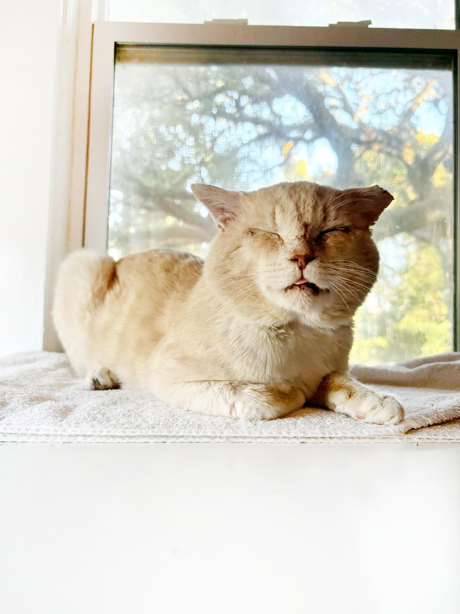 Enlarge Whiskey, a Adoptable Domestic Short Hair in Orlando, FL image 4/6