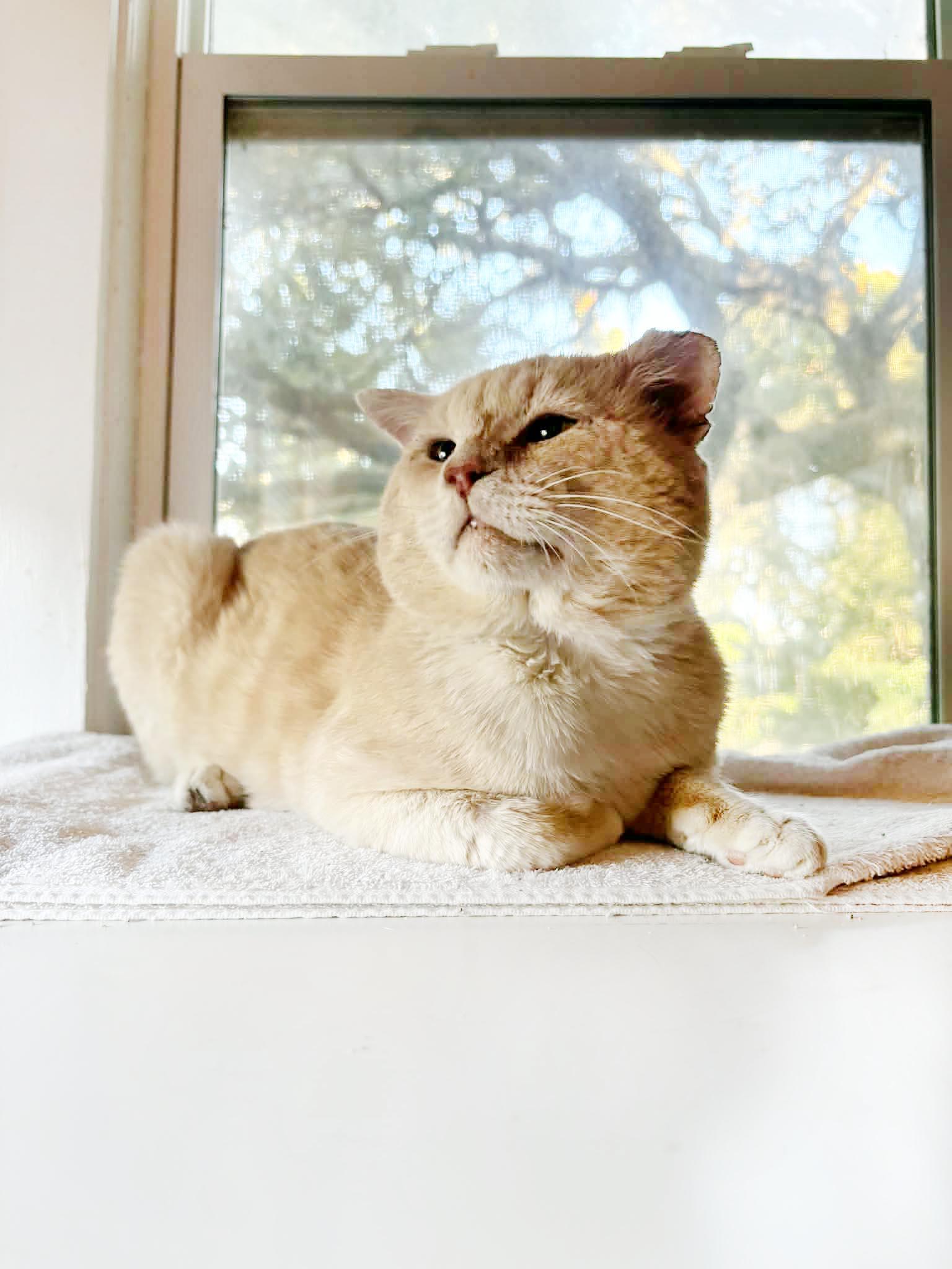 Whiskey, Adoptable, Senior Male Domestic Short Hair.