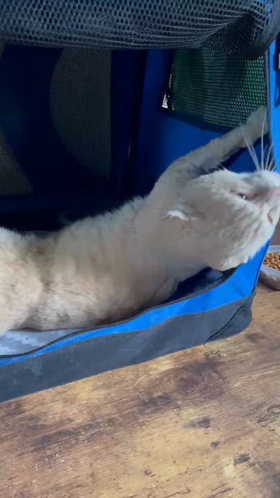 Enlarge Whiskey, a Adoptable Domestic Short Hair in Orlando, FL video 6/6