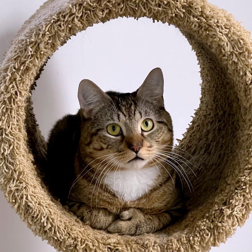 Slim Jim - Available from Foster, Adoptable, Adult Male Domestic Short Hair.