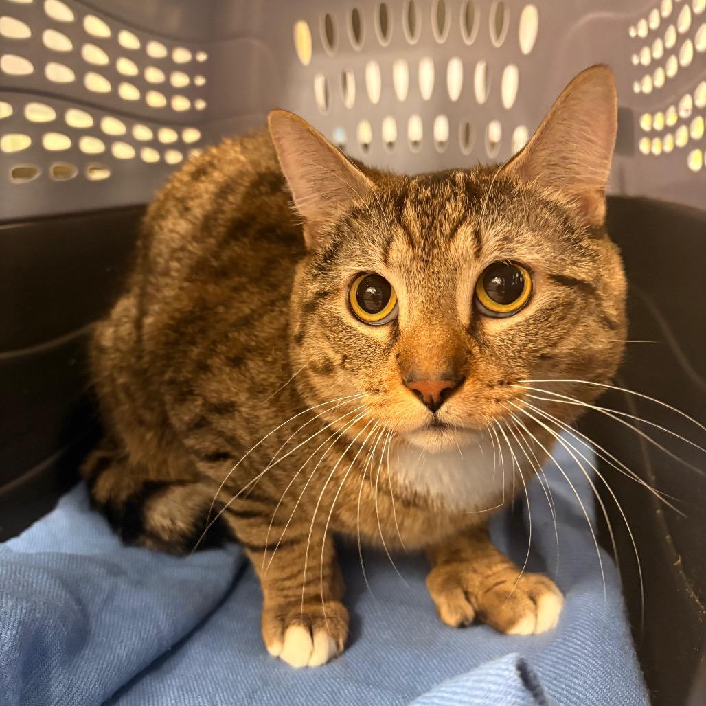 Enlarge Slim Jim, a Adoptable Domestic Short Hair in South Burlington, VT image 1/1