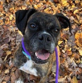 Blair (ID 49101/3765)