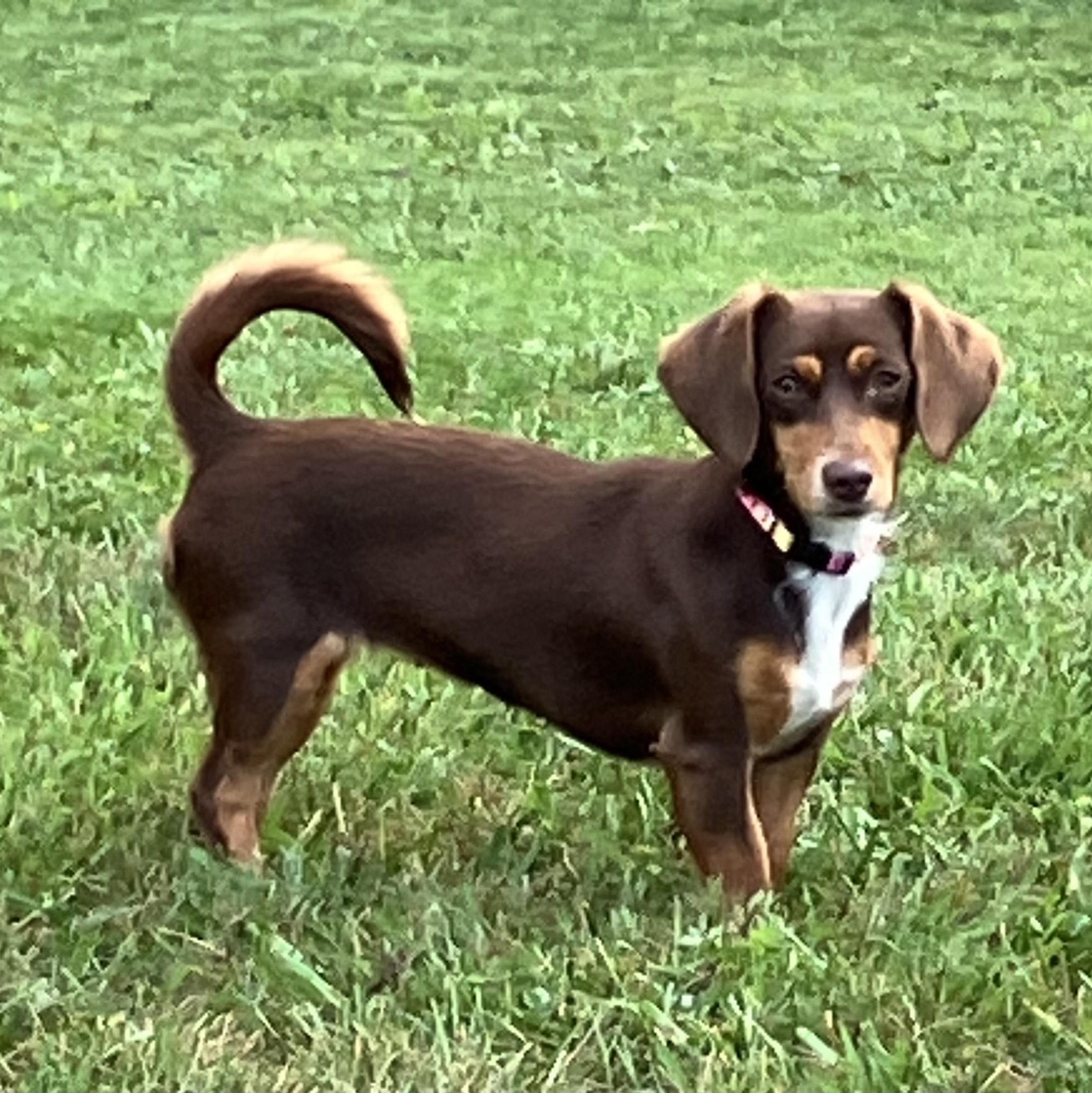 Summer, a Adoptable mixed breed in Lebanon, OH image 5/6