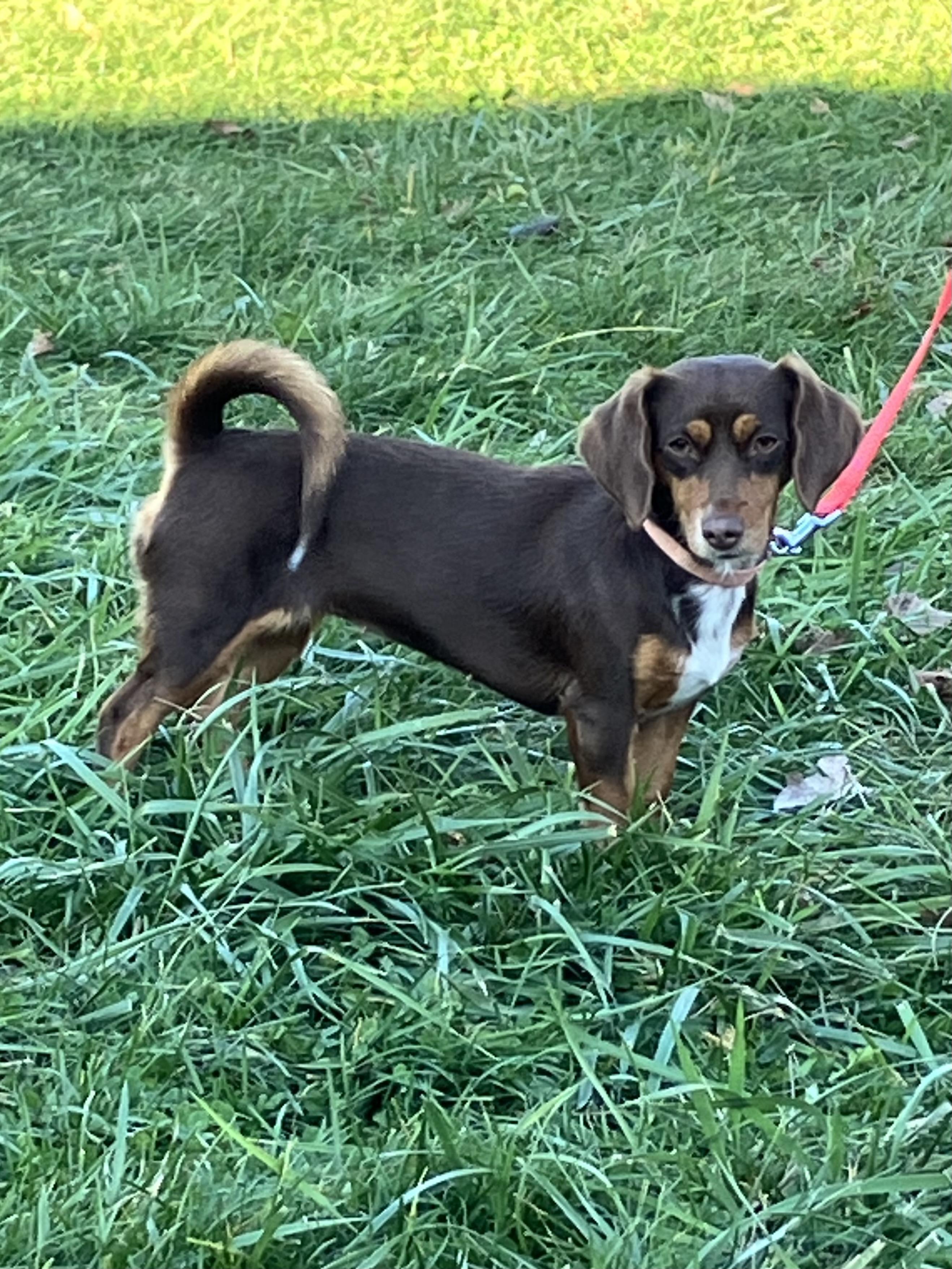 Summer, a Adoptable mixed breed in Lebanon, OH image 2/6