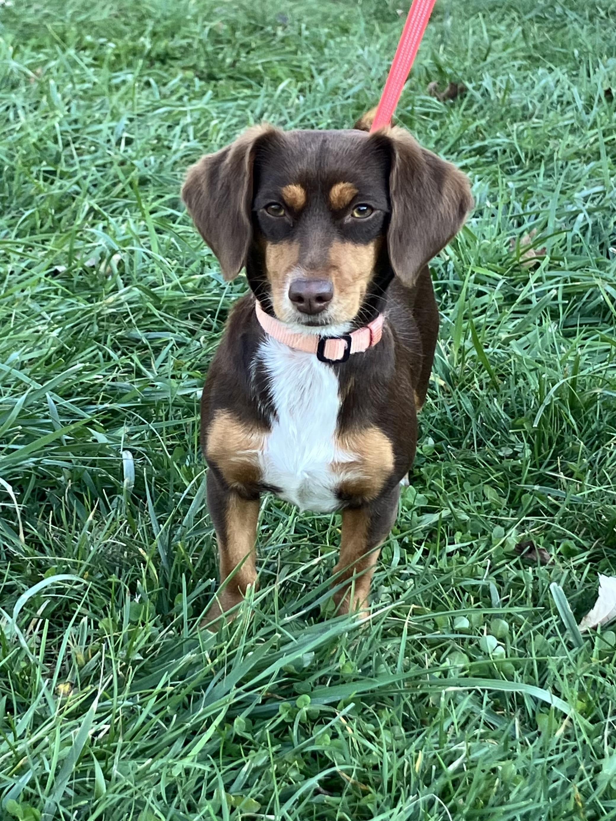 Summer, a Adoptable mixed breed in Lebanon, OH image 1/6