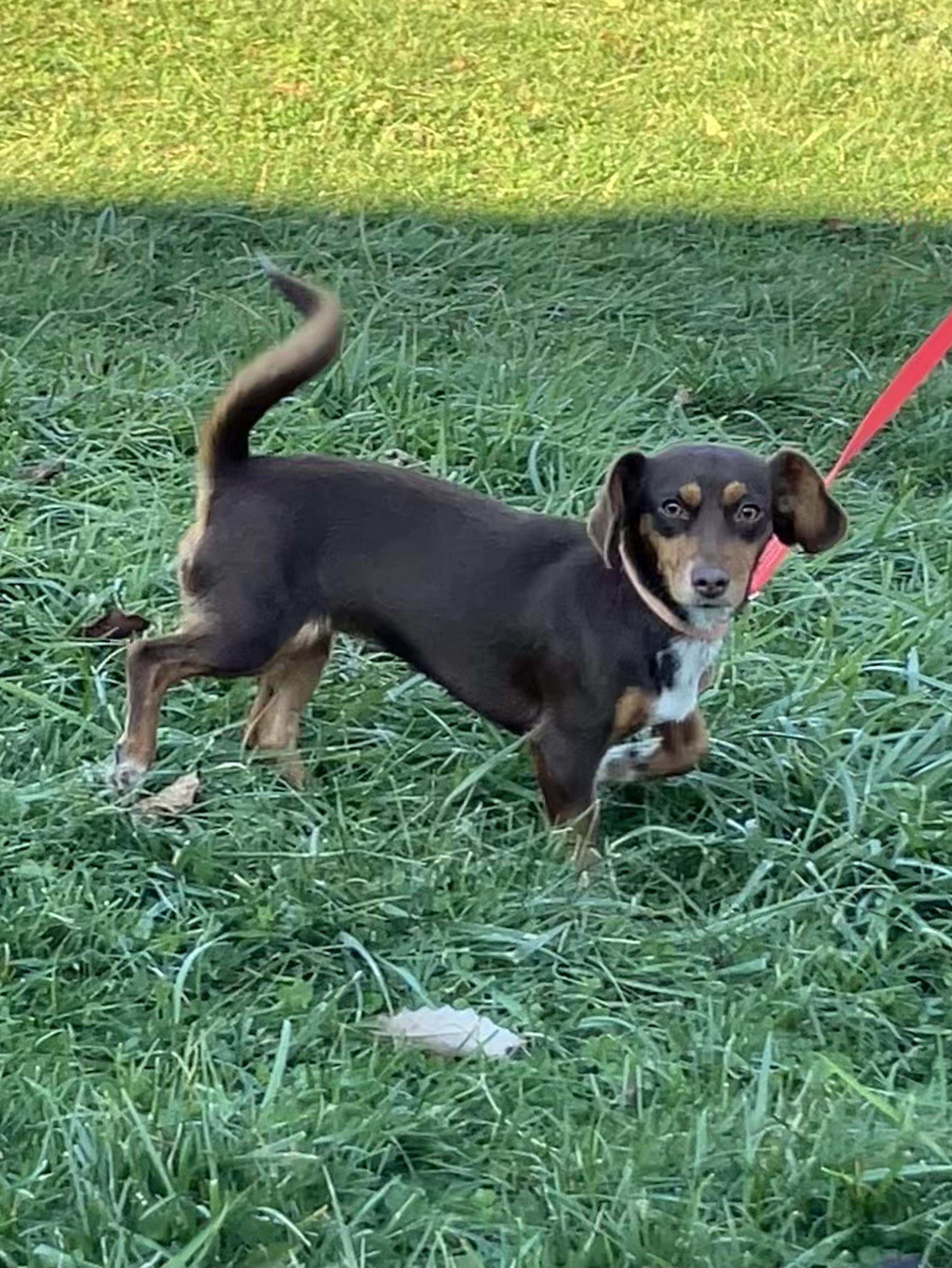 Summer, a Adoptable mixed breed in Lebanon, OH image 3/6