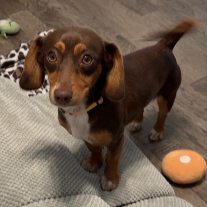 Summer, a Adoptable mixed breed in Lebanon, OH image 6/6