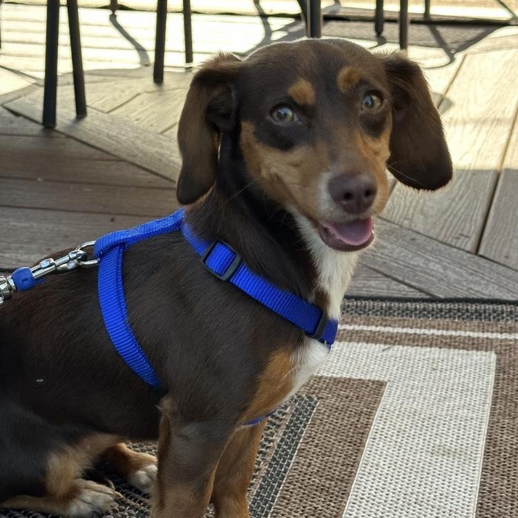 Summer, a Adoptable mixed breed in Lebanon, OH image 4/6