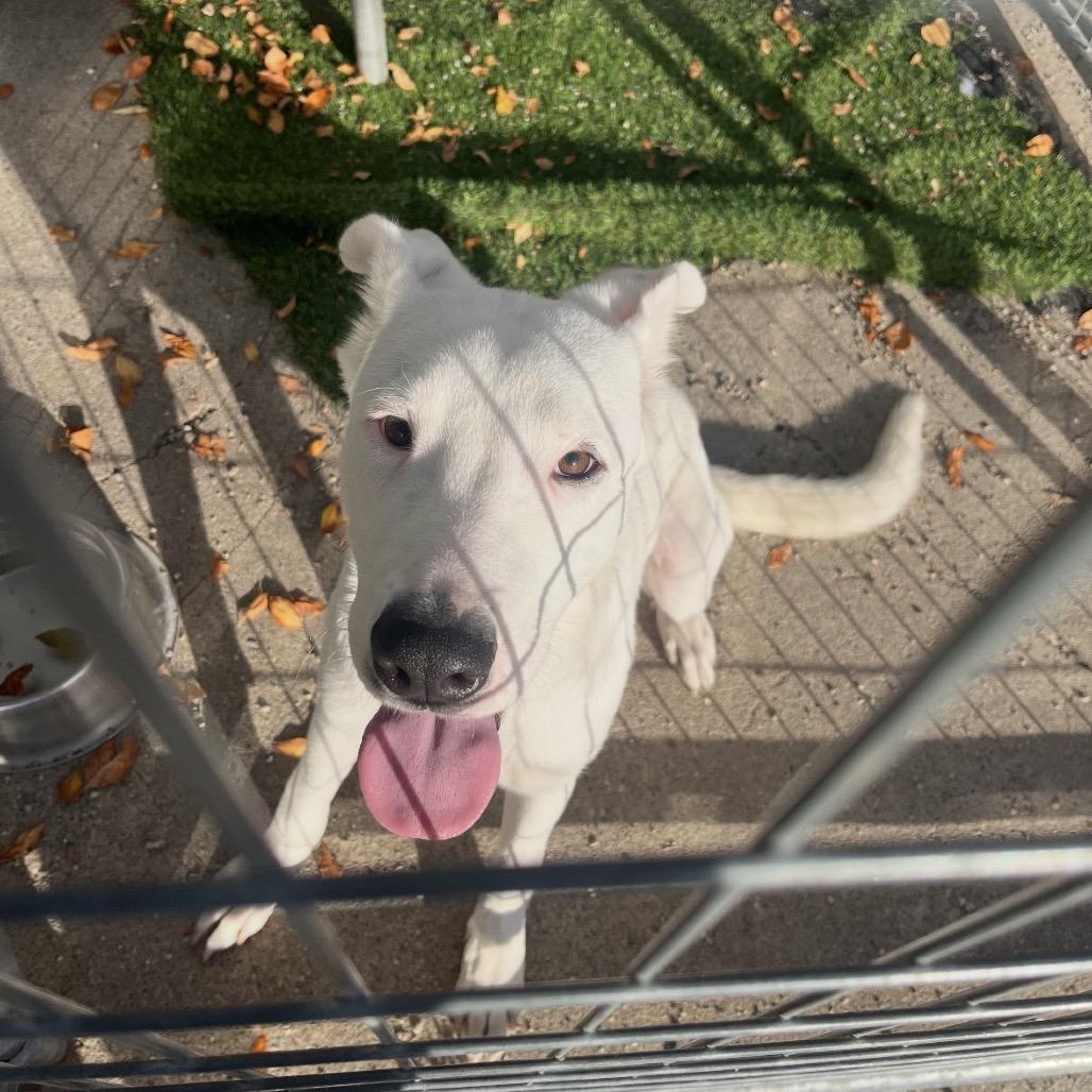 Enlarge Snow Drift, a Adoptable Mixed Breed in Crookston, MN image 2/4