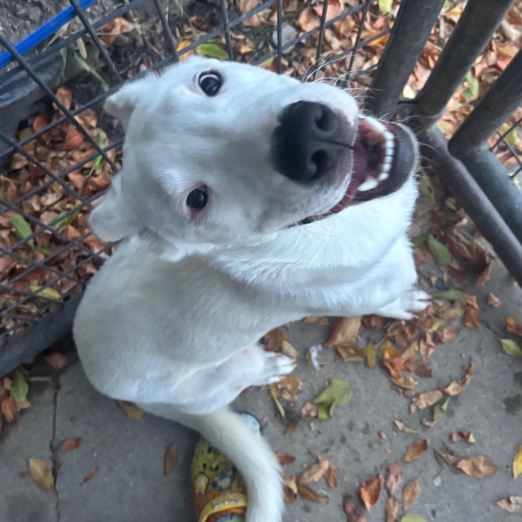 Enlarge Snow Drift, a Adoptable Mixed Breed in Crookston, MN image 3/4