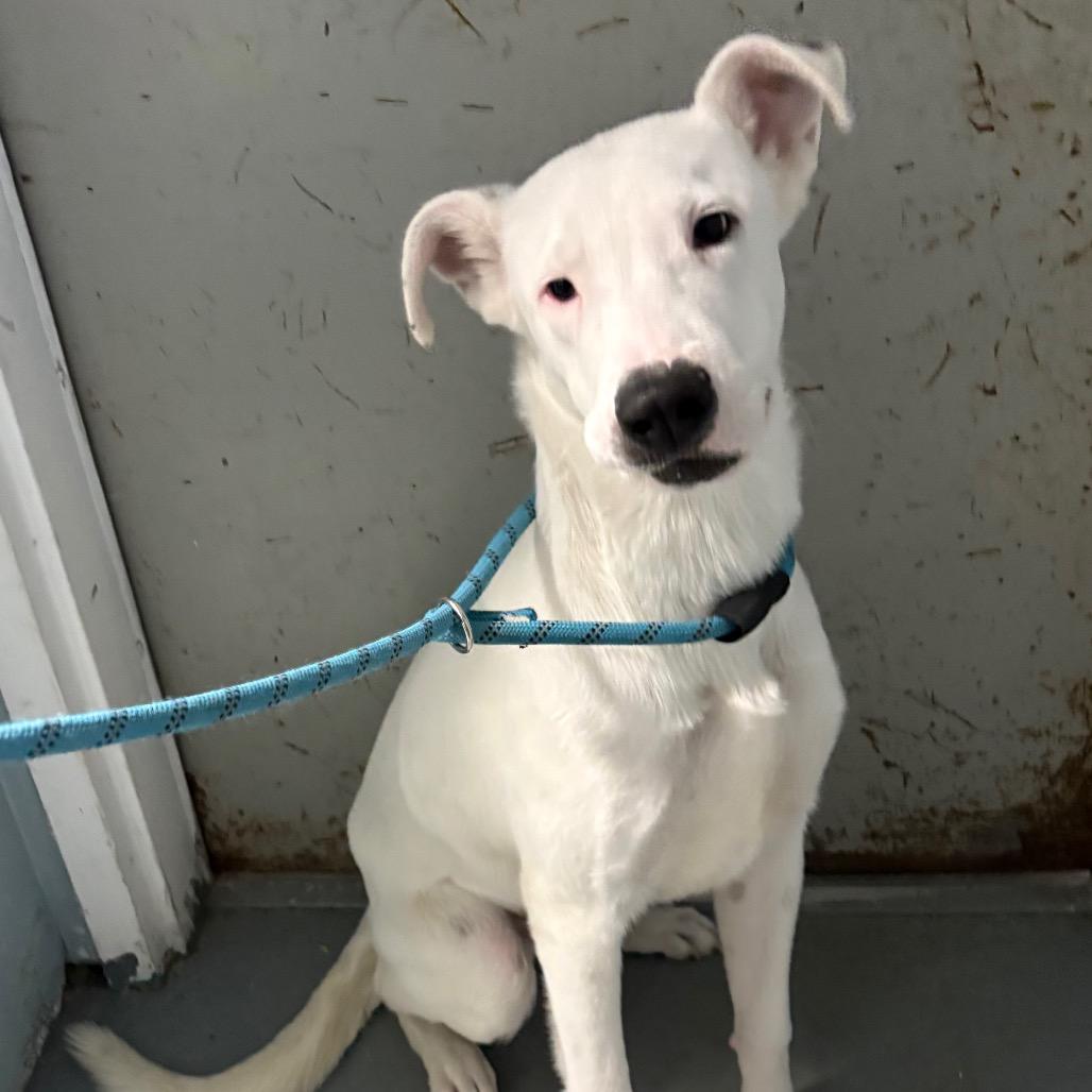 Enlarge Snow Drift, a Adoptable Mixed Breed in Crookston, MN image 1/4