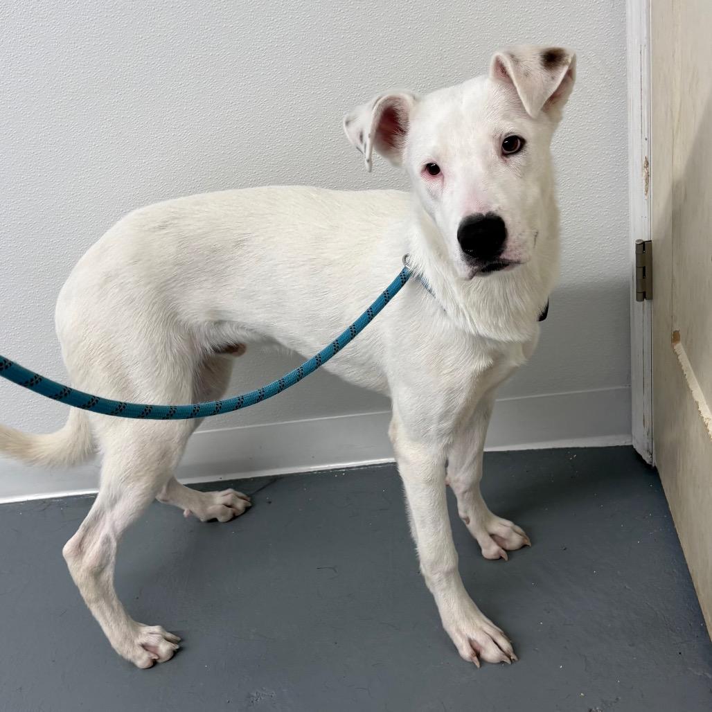 Enlarge Snow Drift, a Adoptable Mixed Breed in Crookston, MN image 4/4