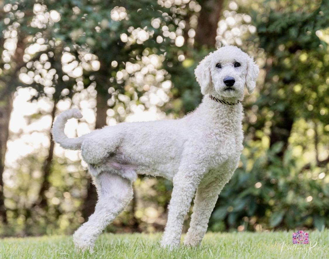 Enlarge Oscar, a Adopted Standard Poodle in Richmond, VA image 4/4