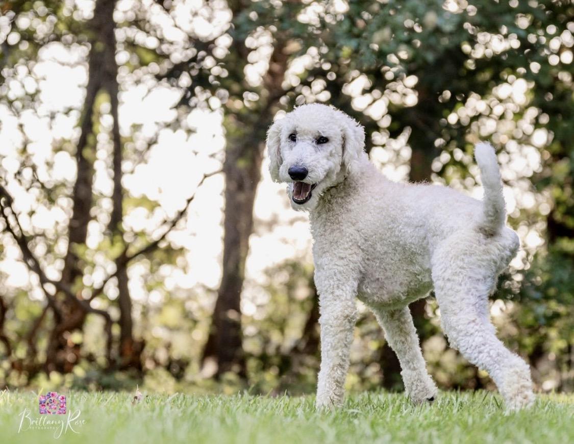 Enlarge Oscar, a Adopted Standard Poodle in Richmond, VA image 3/4