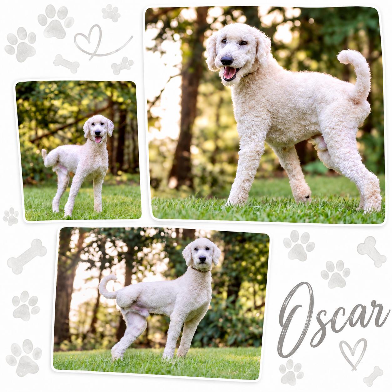 Enlarge Oscar, a Adopted Standard Poodle in Richmond, VA image 1/4