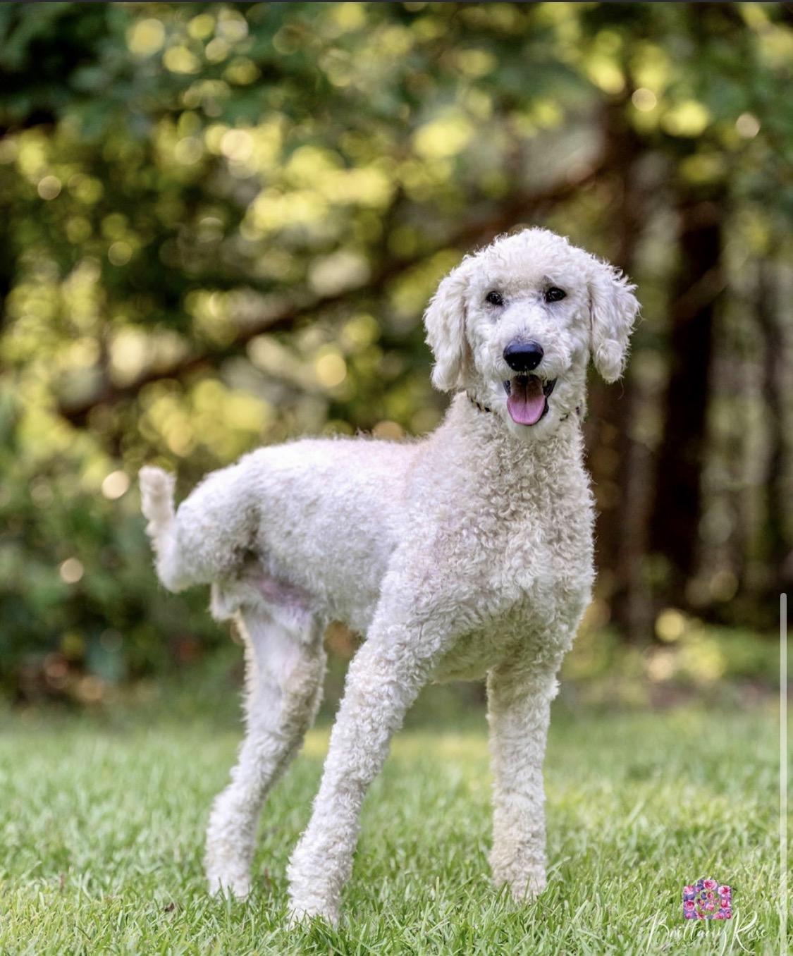 Enlarge Oscar, a Adopted Standard Poodle in Richmond, VA image 2/4