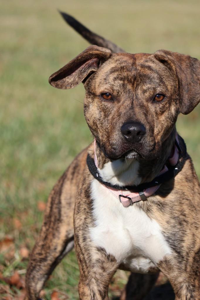 Earle, Adoptable, Young Male Mixed Breed.