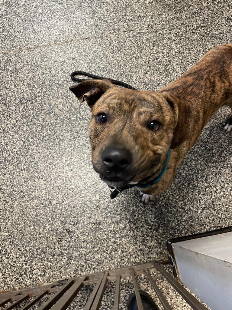 Enlarge Earle, a Adoptable mixed breed in Columbia, TN image 1/1