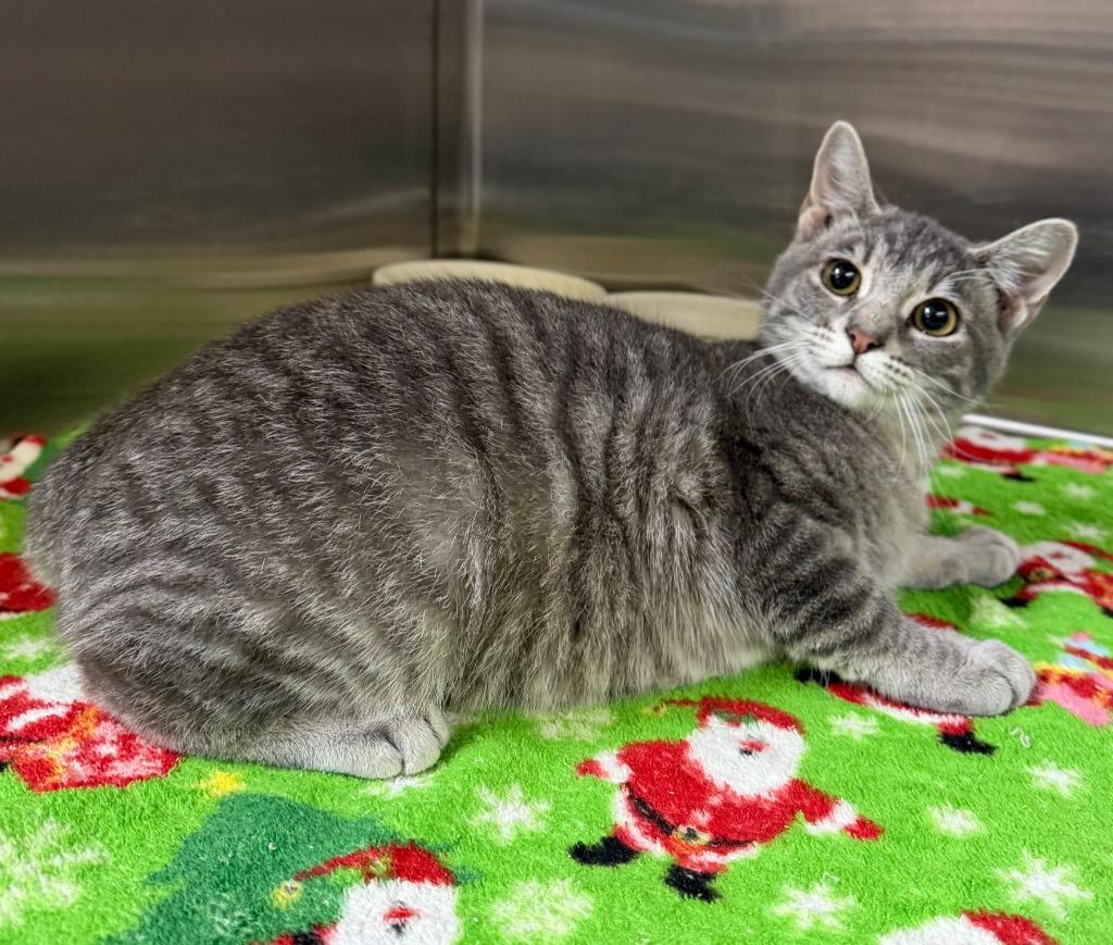 Kansas, Adoptable, Kitten Female Domestic Short Hair.