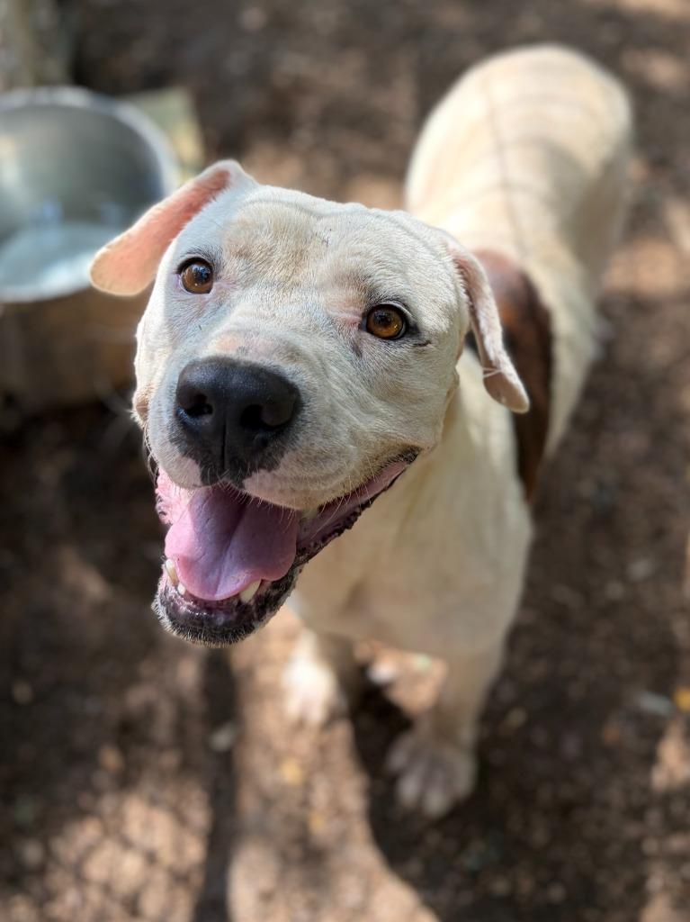 Lone Star, a Adoptable mixed breed in Lockhart, TX image 1/4