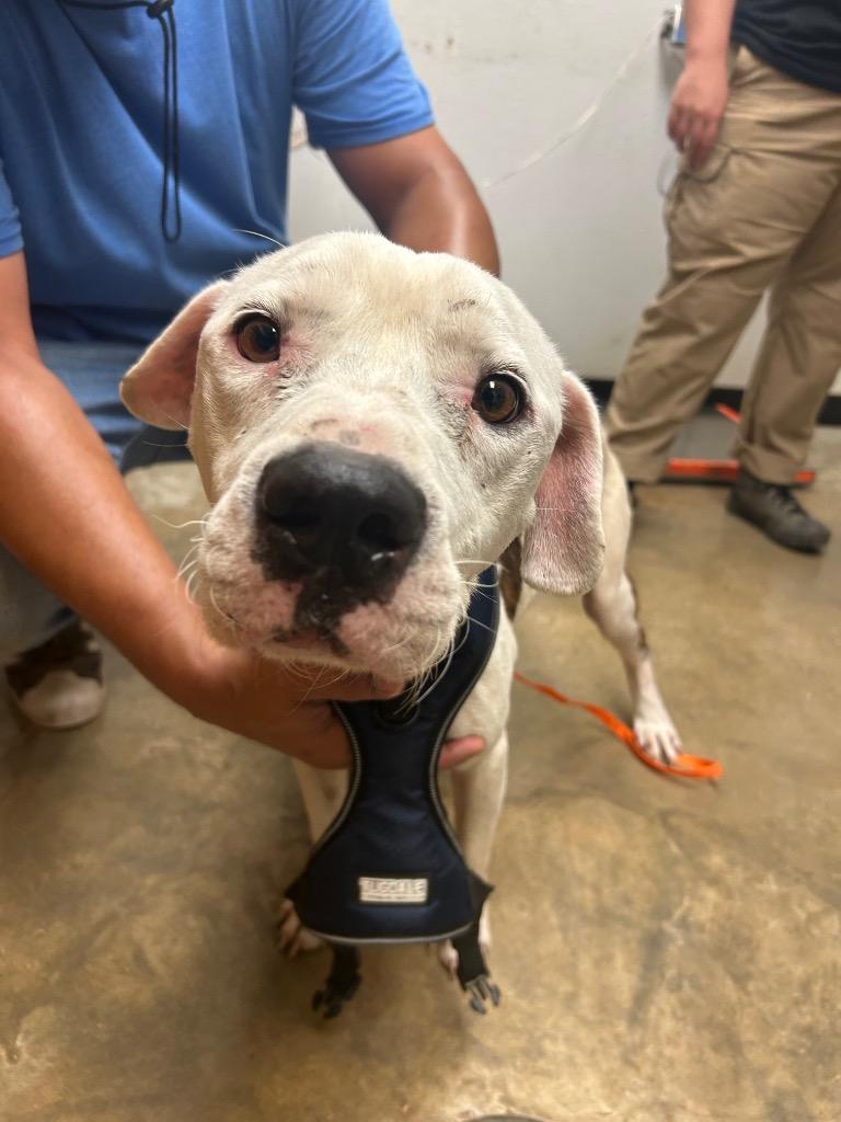 Lone Star, a Adoptable mixed breed in Lockhart, TX image 2/4