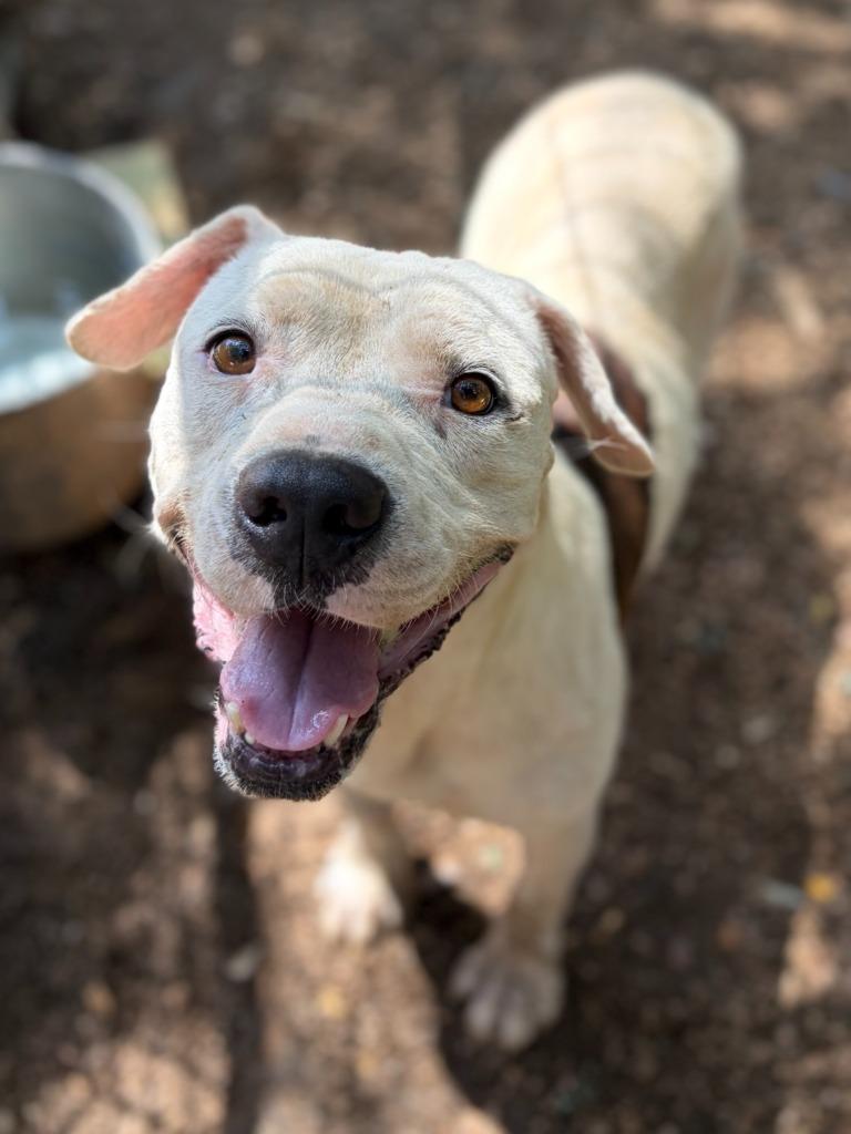 Lone Star, a Adoptable mixed breed in Lockhart, TX image 3/4