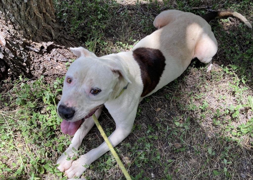 Lone Star, a Adoptable mixed breed in Lockhart, TX image 4/4