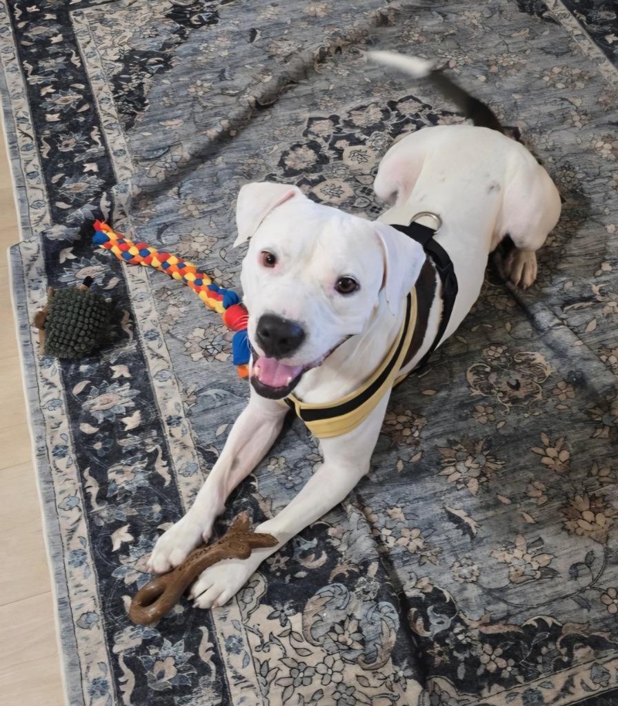 Enlarge Lone Star, a Adoptable mixed breed in Lockhart, TX image 6/6