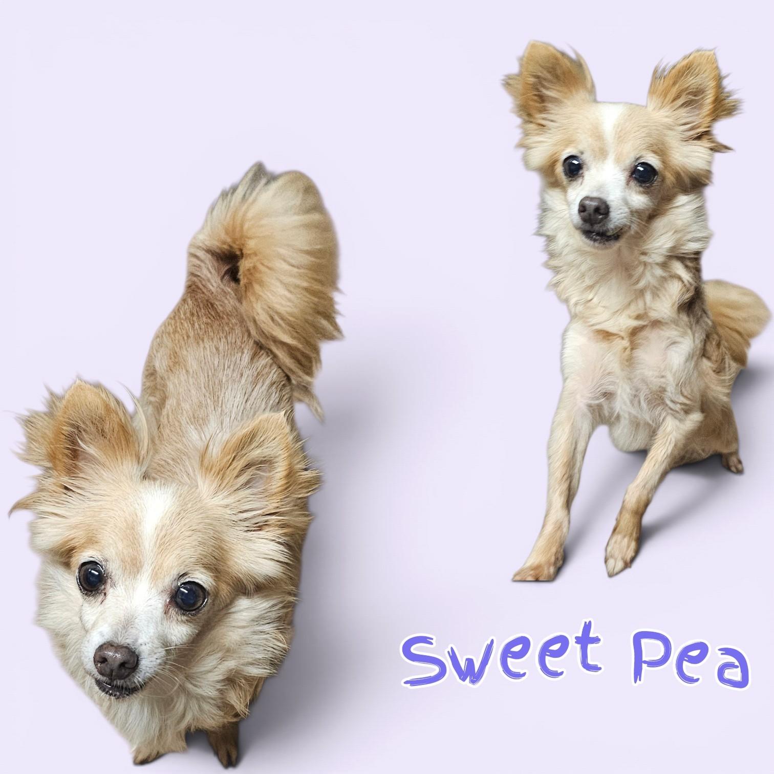 Enlarge Sweet Pea, a Adoptable Chihuahua in Chesnee, SC image 1/3