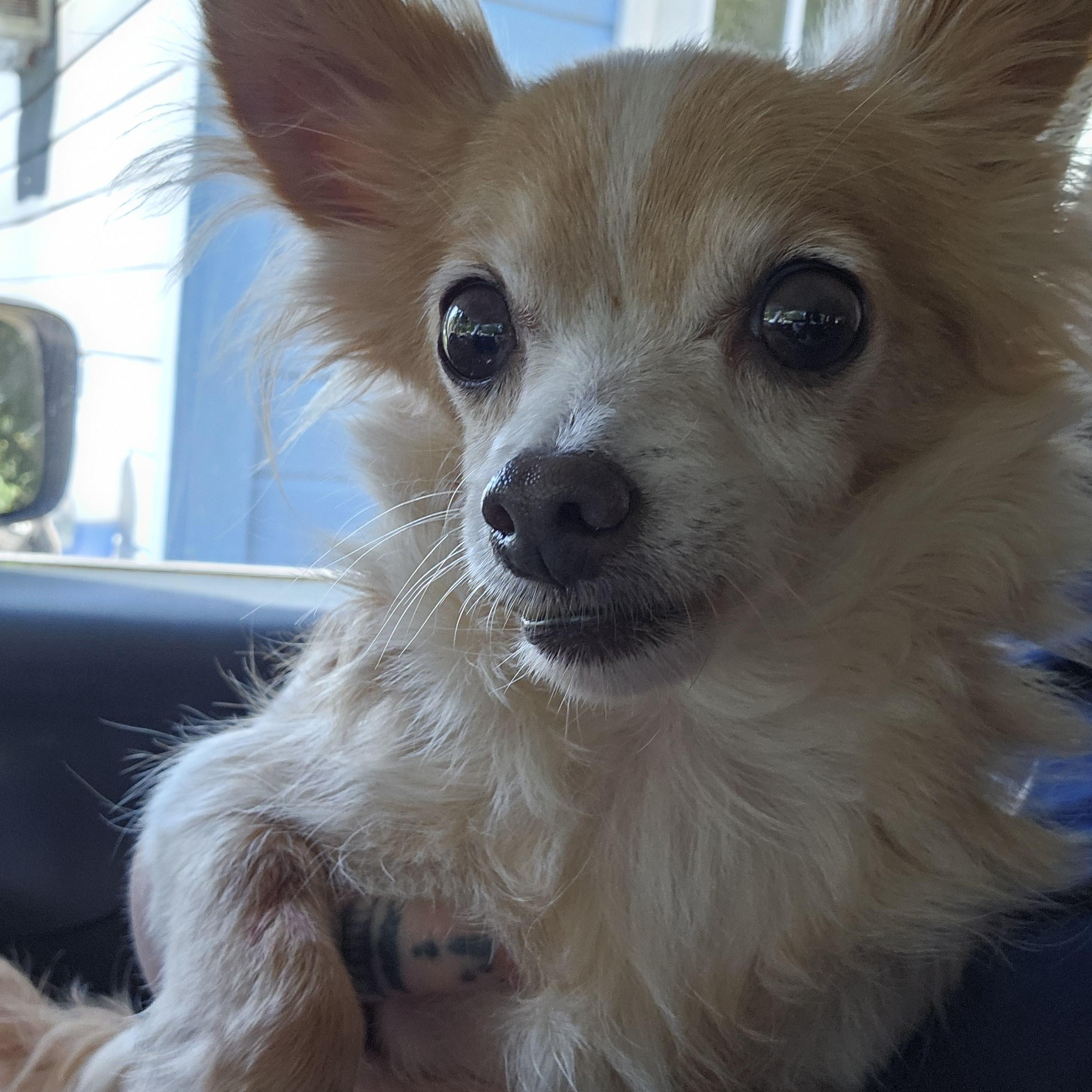 Enlarge Sweet Pea, a Adoptable Chihuahua in Chesnee, SC image 2/3
