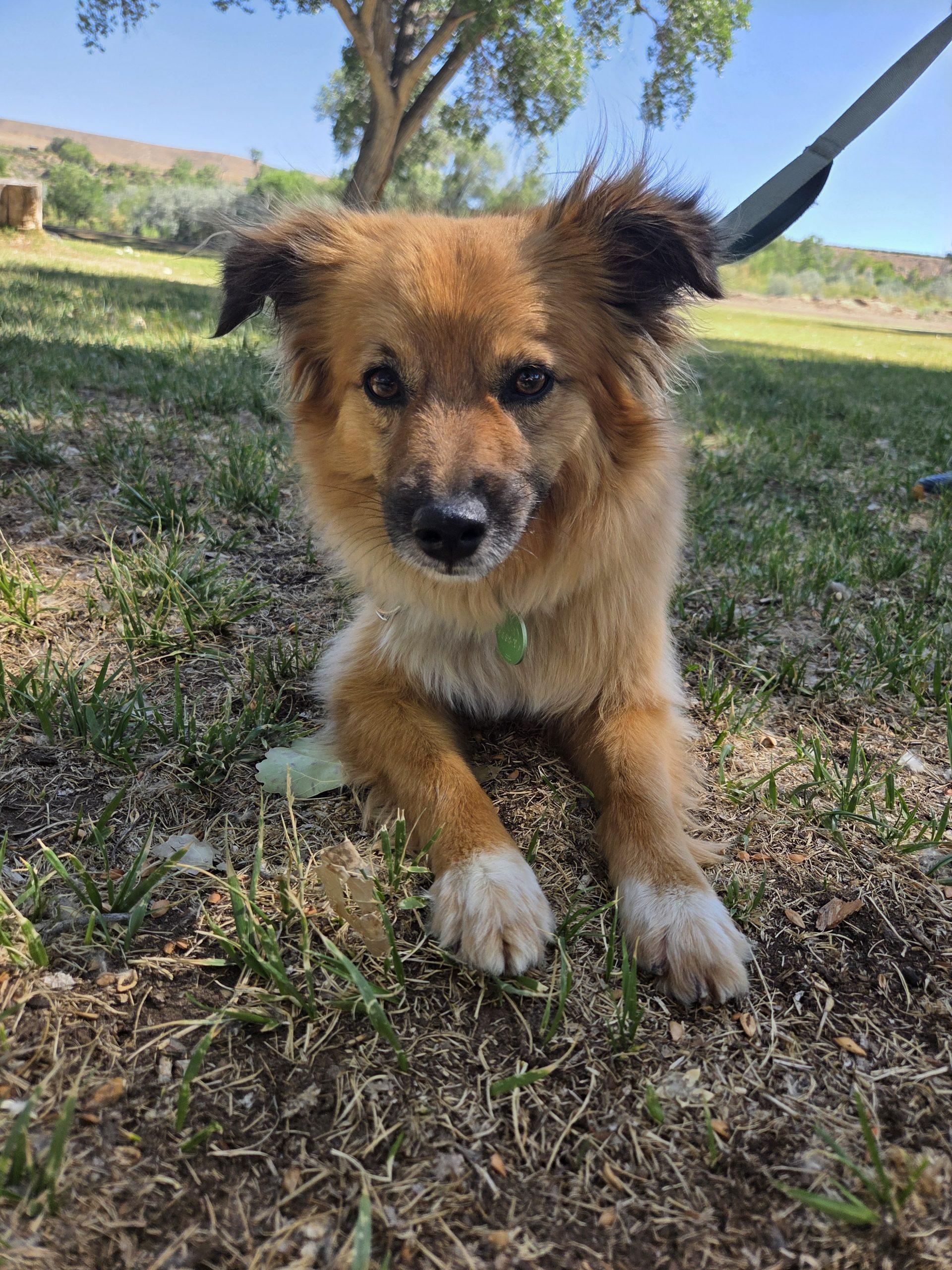Rusty, a Adoptable mixed breed in Grand Junction, CO image 1/4