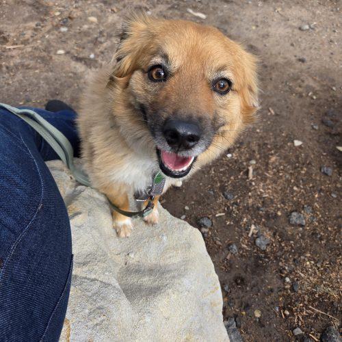 Rusty, Adoptable, Adult Male Pomeranian & Australian Shepherd.