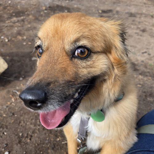 Rusty, a Adoptable mixed breed in Grand Junction, CO image 3/4