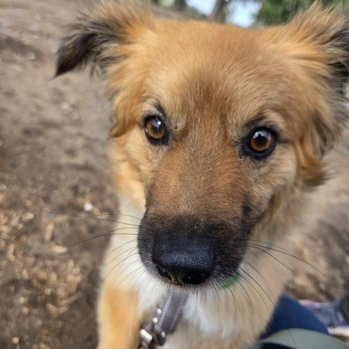 Rusty, a Adoptable mixed breed in Grand Junction, CO image 4/4