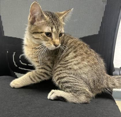 Root Beer, Adopted, Young Male Domestic Short Hair.