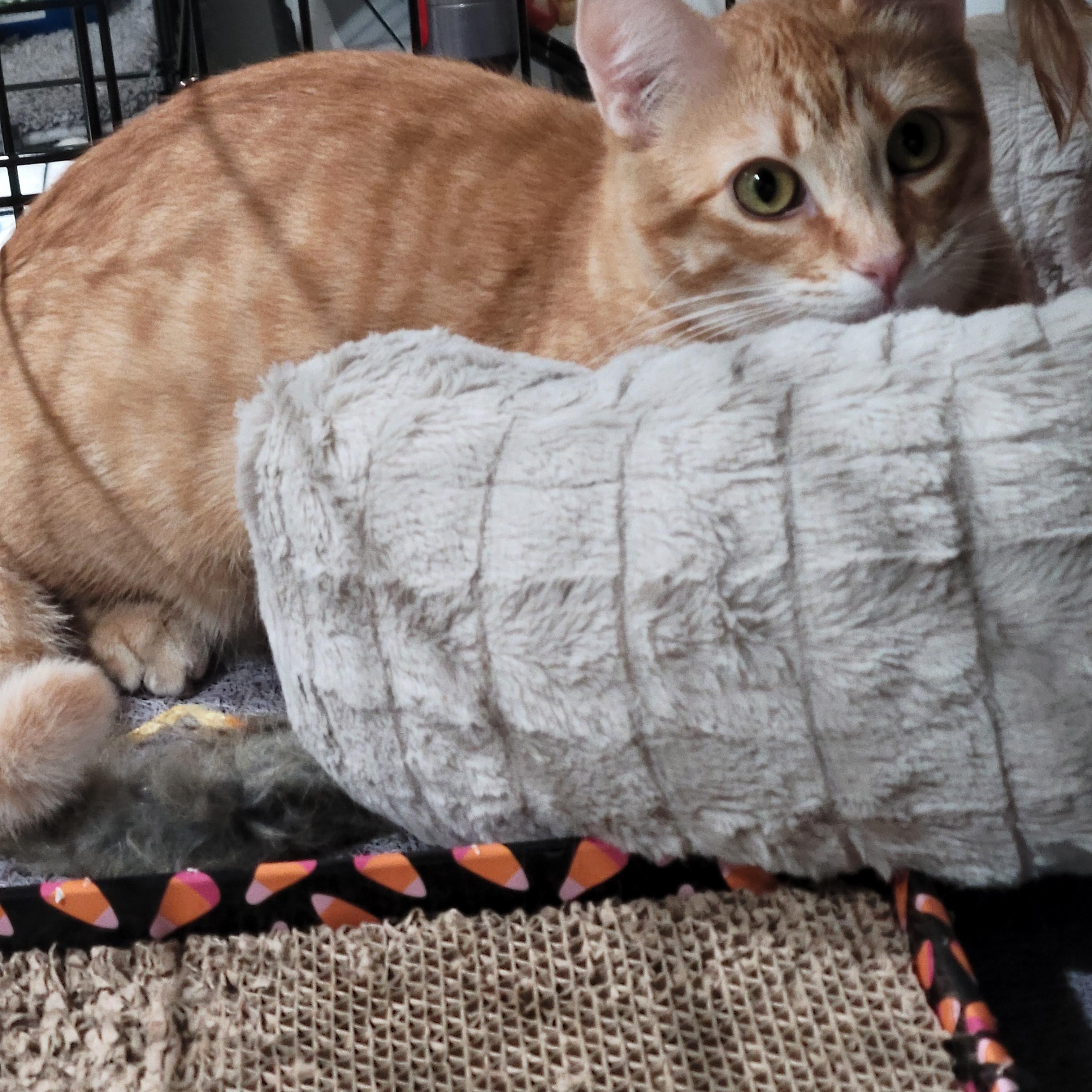 Enlarge Chi-Chi, a Adoptable mixed breed in San Jose, CA image 4/6